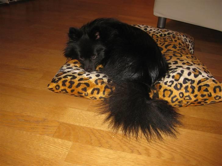 Pomeranian Malou <3 billede 3