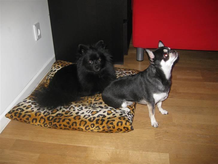 Pomeranian Malou <3 billede 4