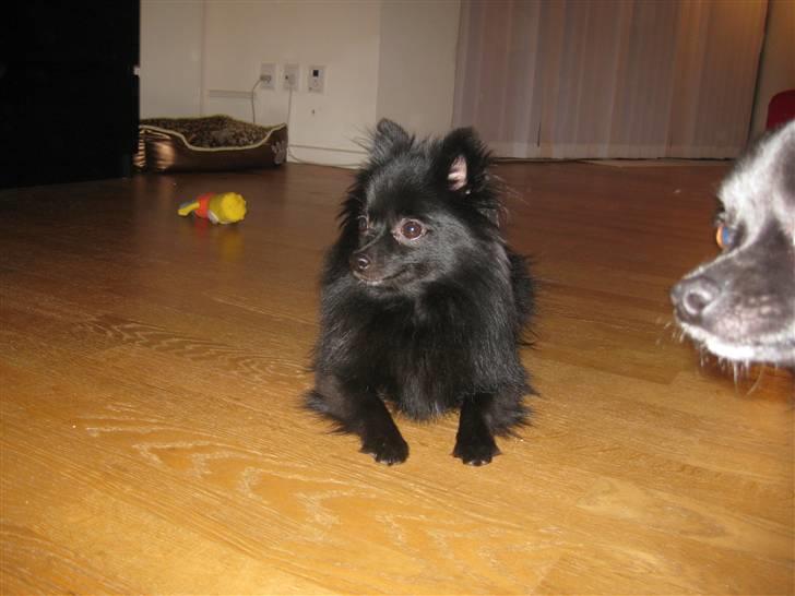 Pomeranian Malou <3 billede 5