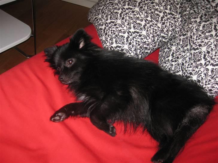 Pomeranian Malou <3 billede 6