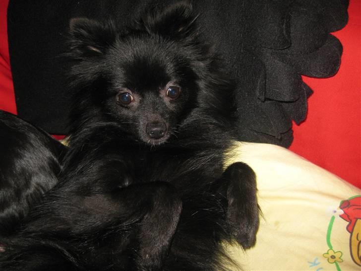 Pomeranian Malou <3 billede 7