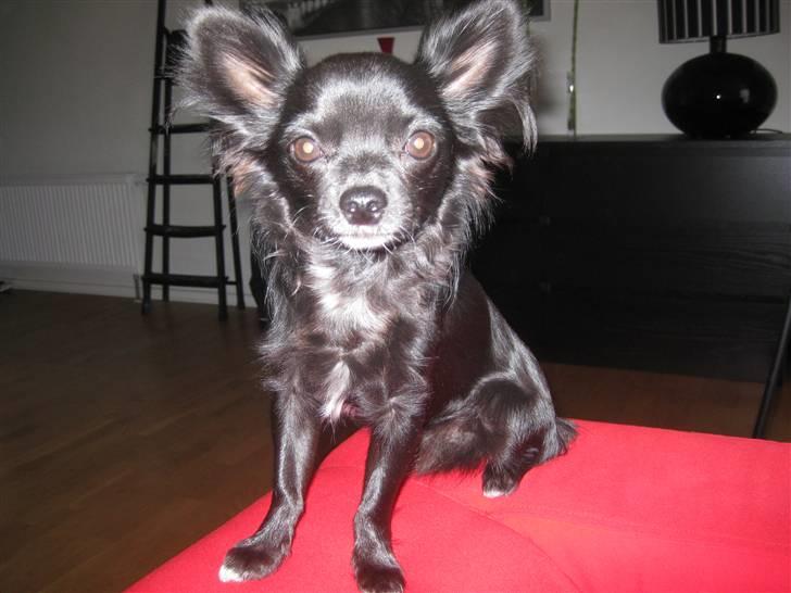 Chihuahua Hugo billede 14