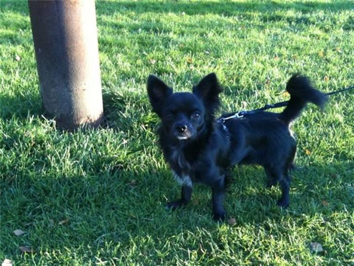 Chihuahua Hugo billede 15