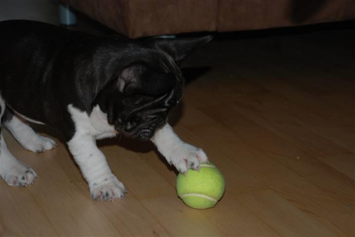 Fransk bulldog harley med blå øjne - leger med sin tenisbold billede 6
