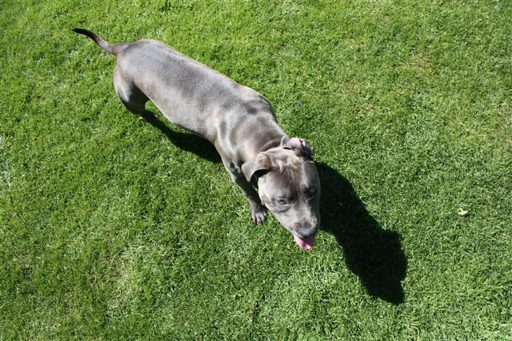 Amerikansk staffordshire terrier Maggie billede 14