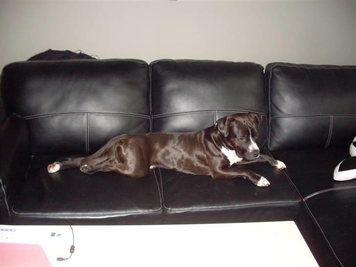 Amerikansk staffordshire terrier Chico - Han fylder jo slet ikke :) billede 4