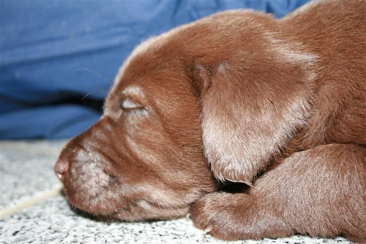 Labrador retriever Pusle billede 3