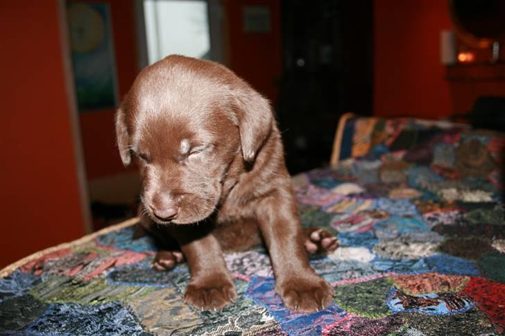 Labrador retriever Pusle - lad lige vær mor.. jeg er træt.. billede 4