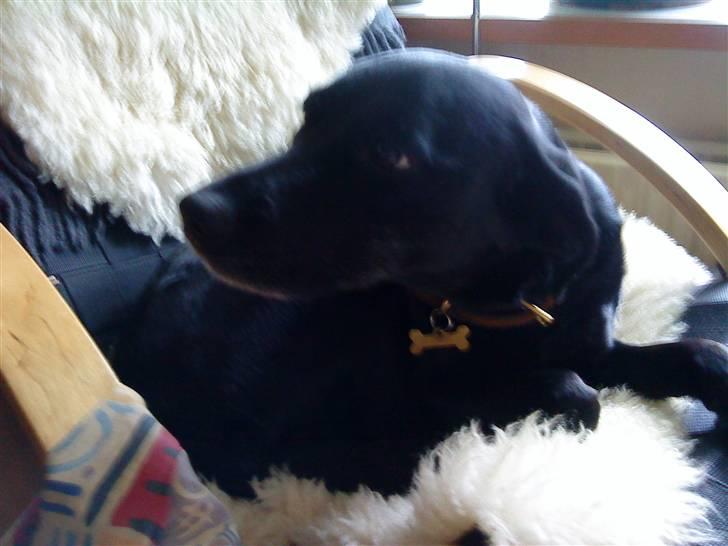 Blanding af racer Tazz billede 19