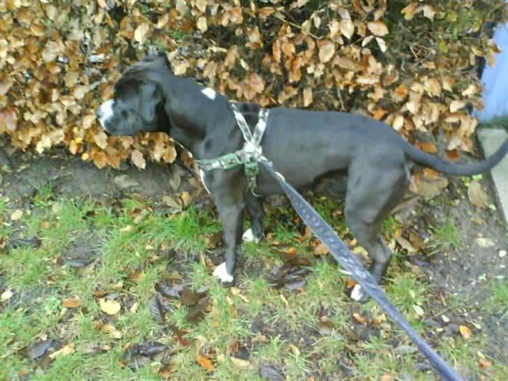 Amerikansk staffordshire terrier Chico - En af de første dage med ham billede 5