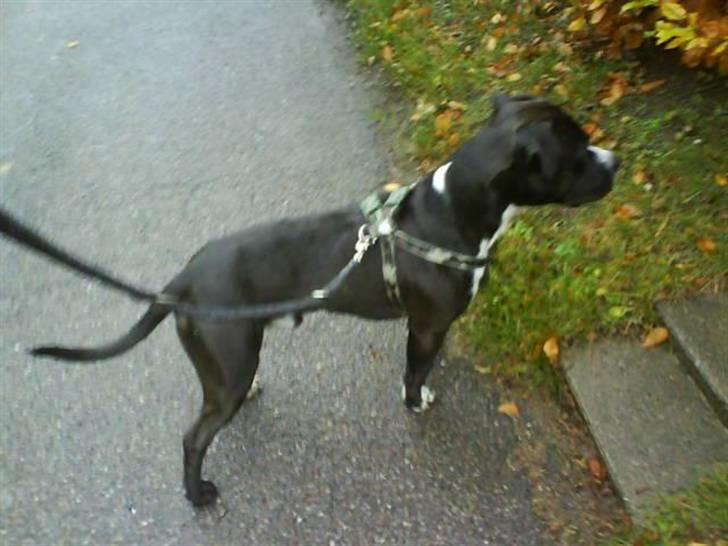 Amerikansk staffordshire terrier Chico - En af de første dage med ham billede 6