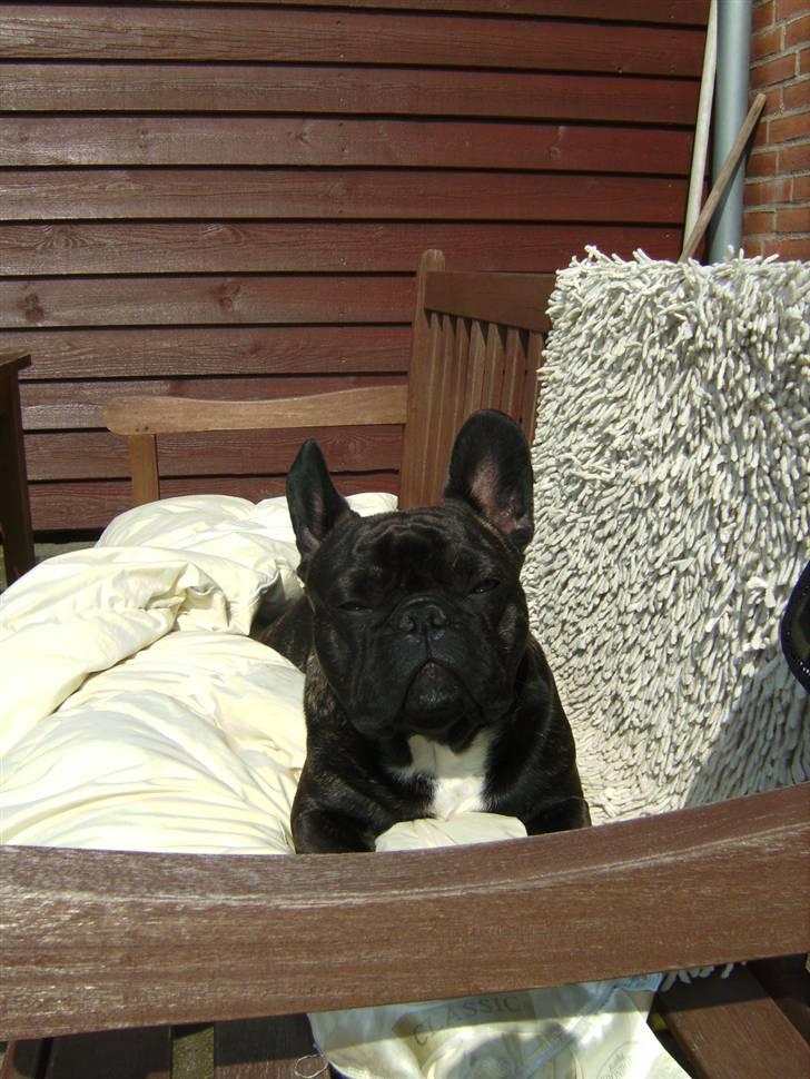 Fransk bulldog Jokerface Boss Hoss  billede 7