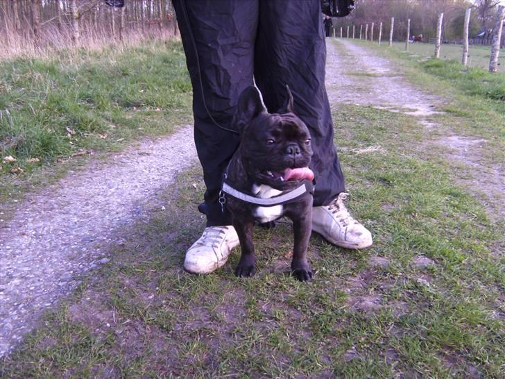 Fransk bulldog Jokerface Boss Hoss  billede 9