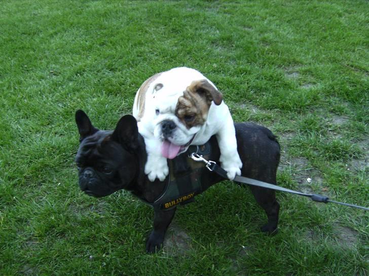 Fransk bulldog Jokerface Boss Hoss  billede 10