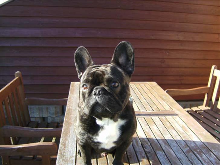 Fransk bulldog Jokerface Boss Hoss  billede 11
