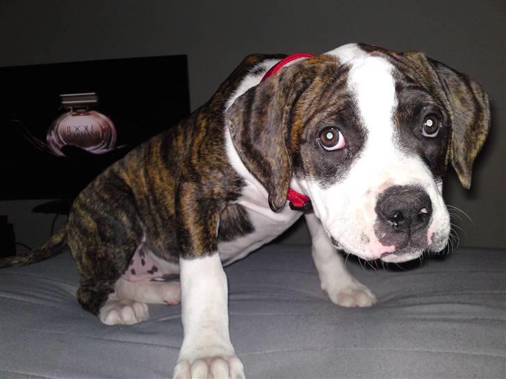 Amerikansk bulldog HardRok'Bull's Bonita RIP - Se hvor sølle jeg kan se ud (: billede 15