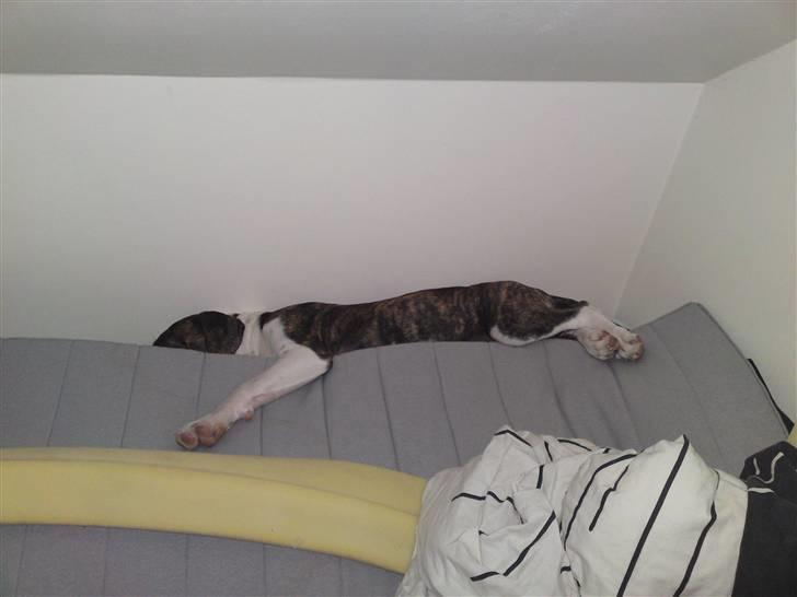 Amerikansk bulldog HardRok'Bull's Bonita RIP - Sådan hjælper jeg far med at rydde op :P billede 16