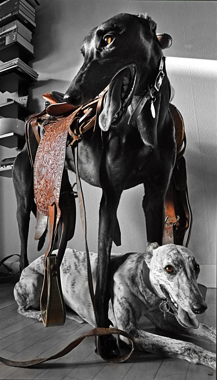 Greyhound Money *2010* - en annonce for en western sadel billede 8