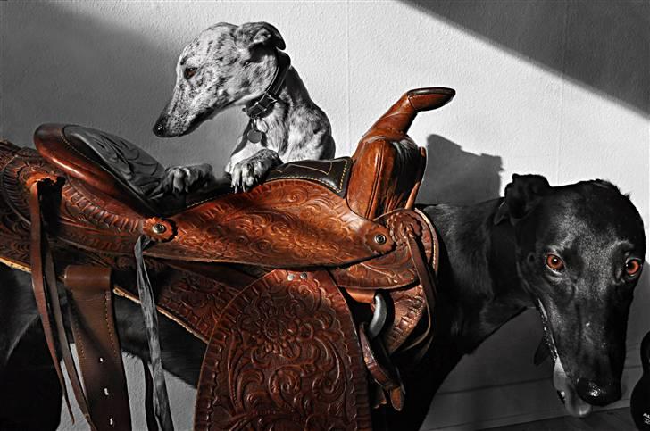 Greyhound Money *2010* - iigen :D billede 9