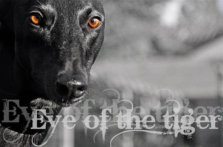 Greyhound Money *2010* - money har smukke øjne .) billede 10