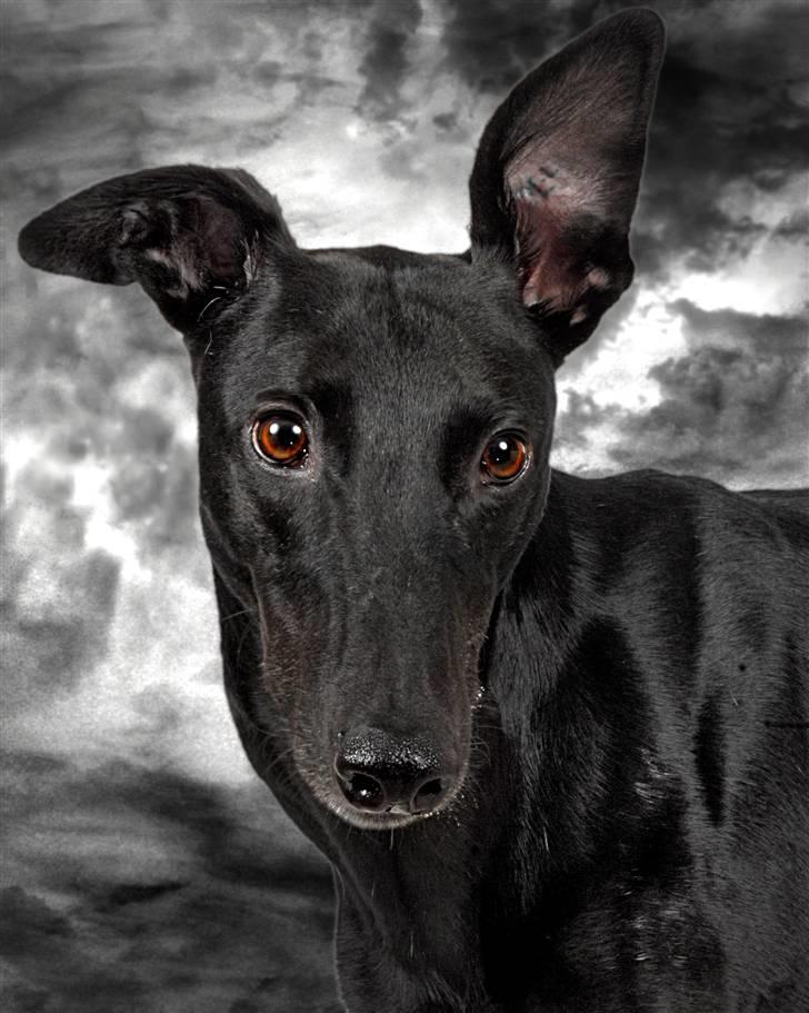 Greyhound Money *2010* - portræt :) billede 11