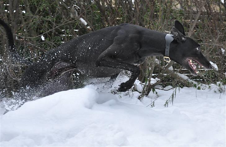 Greyhound Money *2010* billede 12