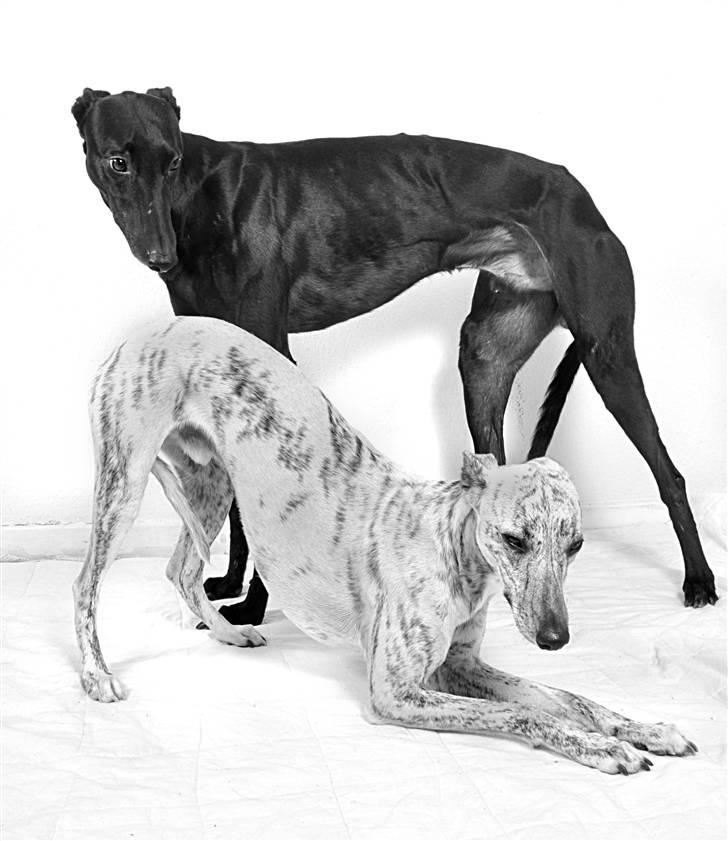 Greyhound Money *2010* - money posere sammen med punchy :) billede 13