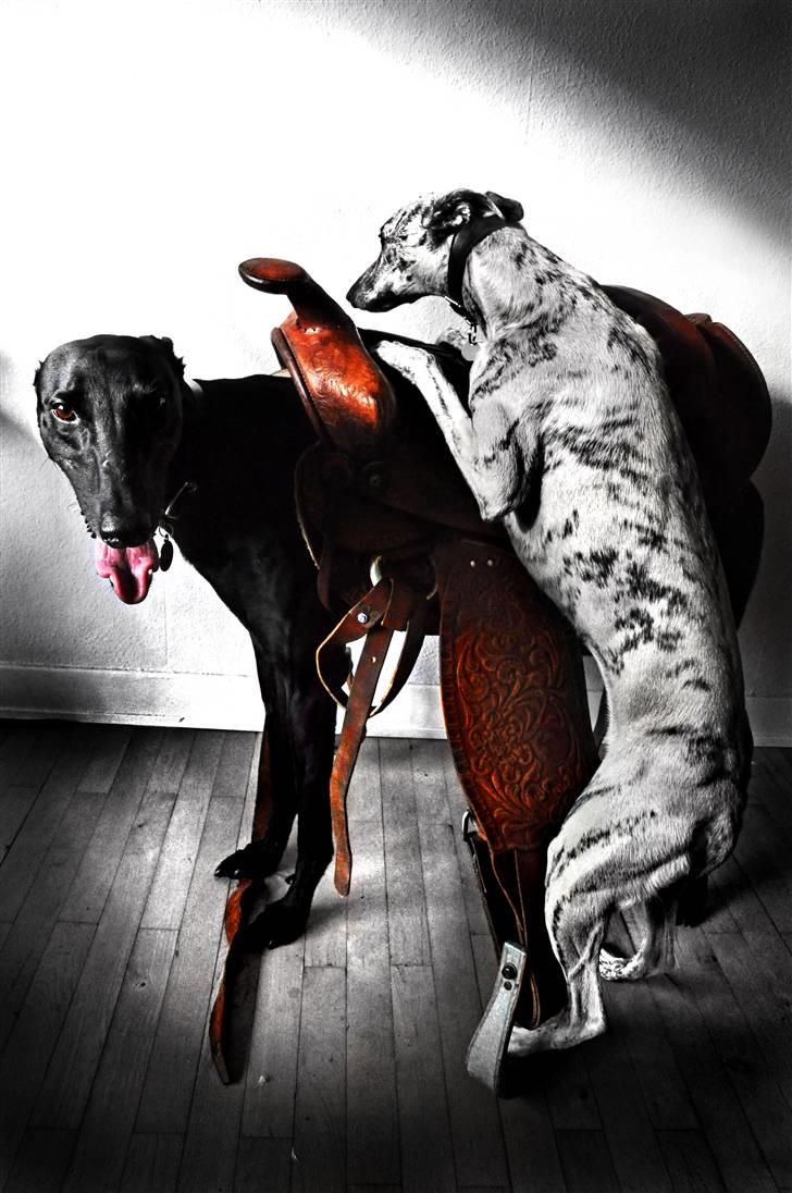 Greyhound Money *2010* - billede til en sadelannonce med punchy som rytter :D:) billede 15