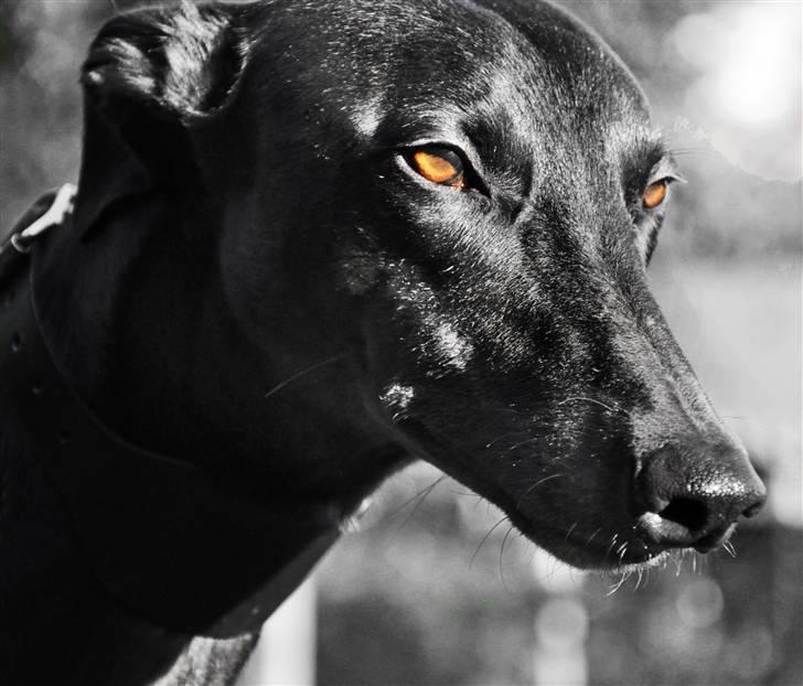 Greyhound Money *2010* - money :) billede 16