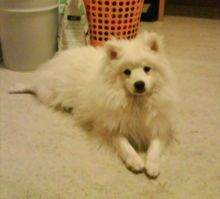 Japansk spids Malthe billede 13