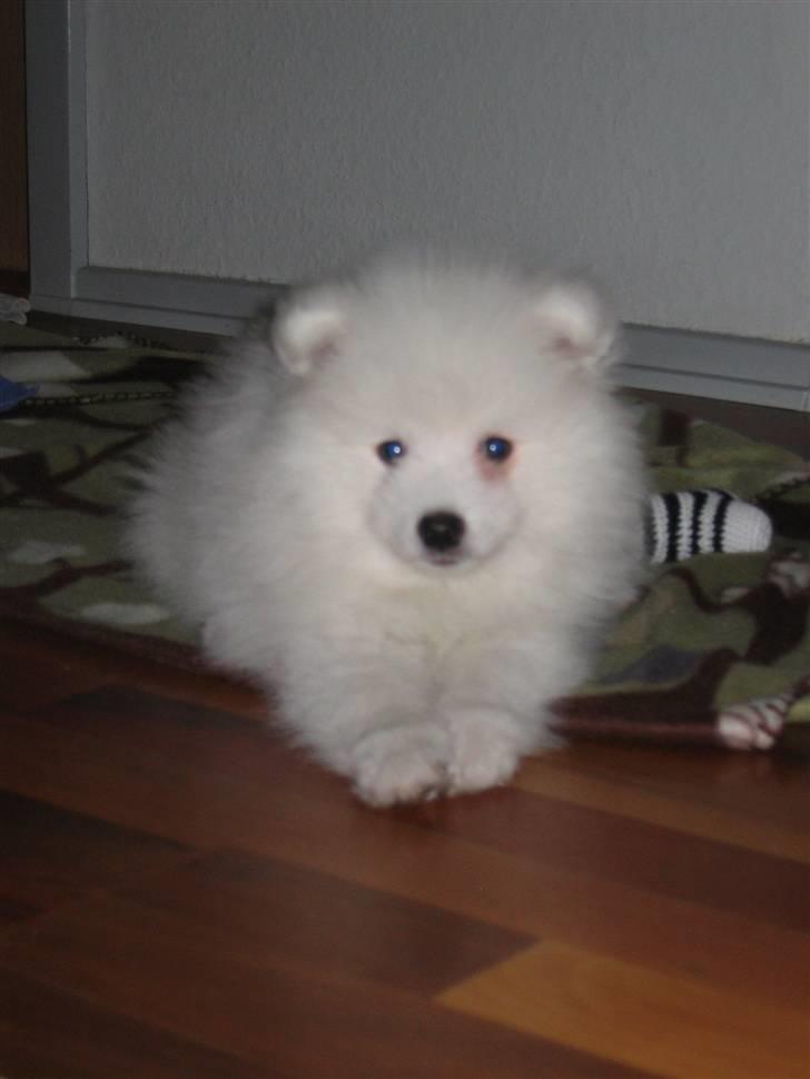 Japansk spids Malthe billede 3