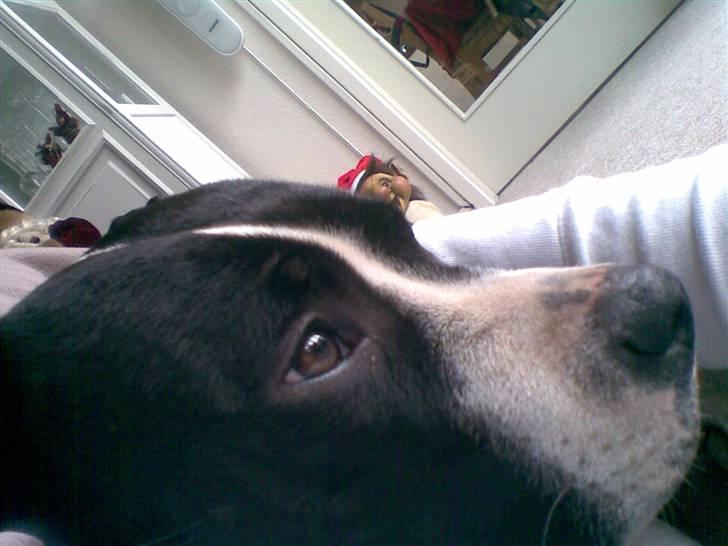 Amerikansk staffordshire terrier Mille billede 1