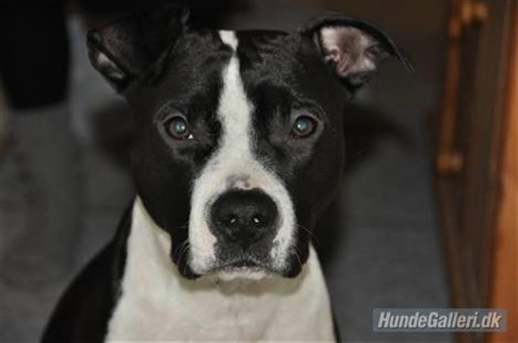 Amerikansk staffordshire terrier Mille - 24 December 08. billede 2