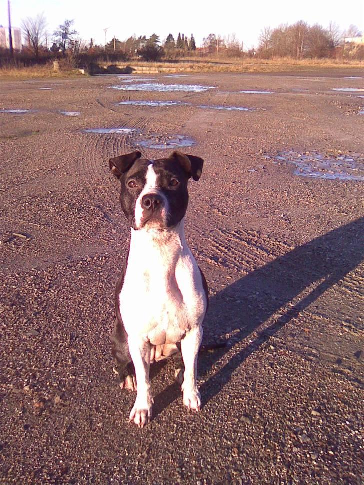 Amerikansk staffordshire terrier Mille billede 3