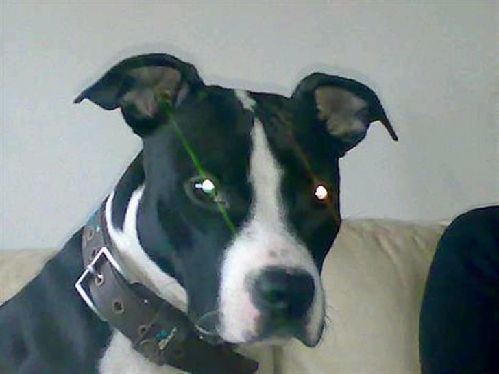 Amerikansk staffordshire terrier Mille billede 4