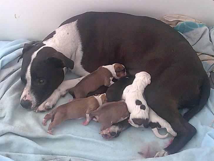Amerikansk staffordshire terrier Mille - Mille med hvalpe :) billede 5