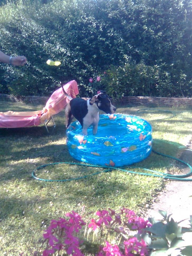 Amerikansk staffordshire terrier Mille billede 6