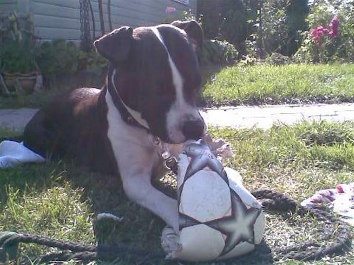 Amerikansk staffordshire terrier Mille billede 7