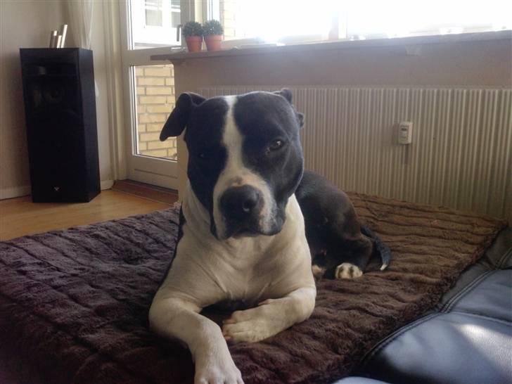 Amerikansk staffordshire terrier Mille billede 9