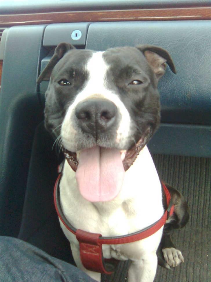 Amerikansk staffordshire terrier Mille billede 10