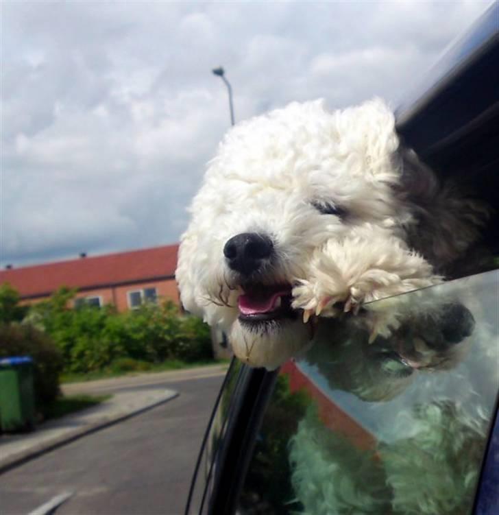 Bichon à poil frisé Niko - Niko i bil billede 1