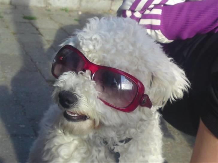 Bichon à poil frisé Niko - Seje niko billede 2