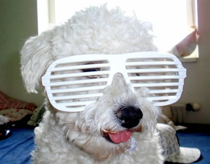 Bichon à poil frisé Niko - Seje Niko billede 3