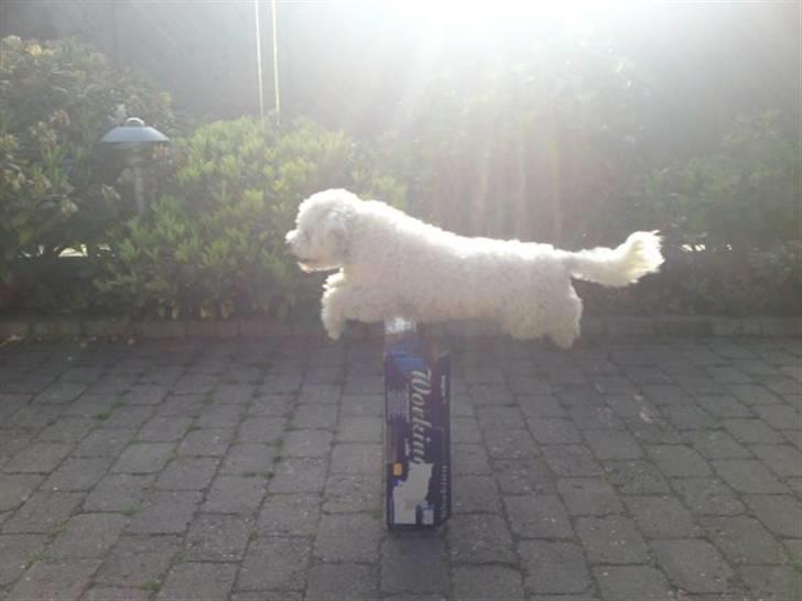 Bichon à poil frisé Niko - spring 50cm billede 4