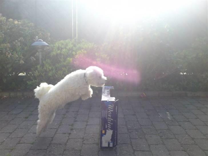 Bichon à poil frisé Niko - springer 50cm billede 6