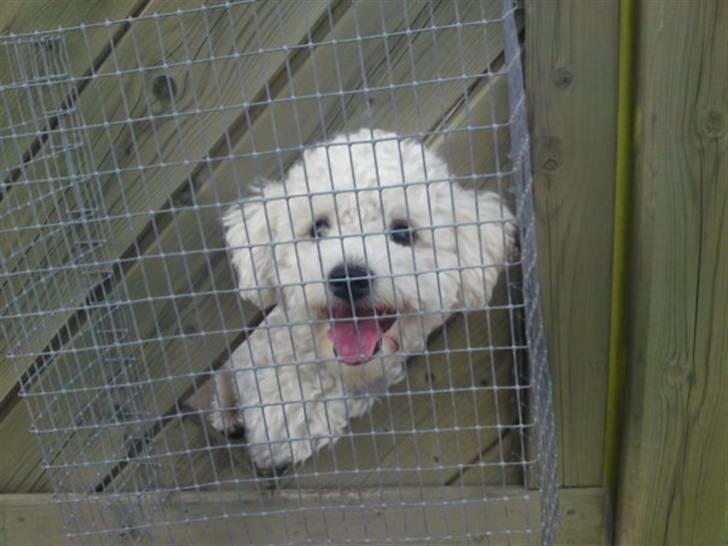 Bichon à poil frisé Niko - ser ud af hullet billede 7
