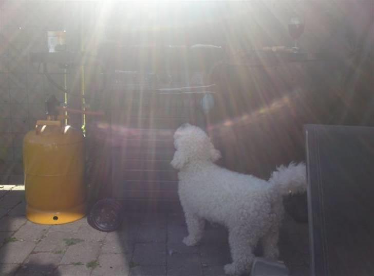 Bichon à poil frisé Niko - ´´Er der pøllser der oppe?´´ billede 8