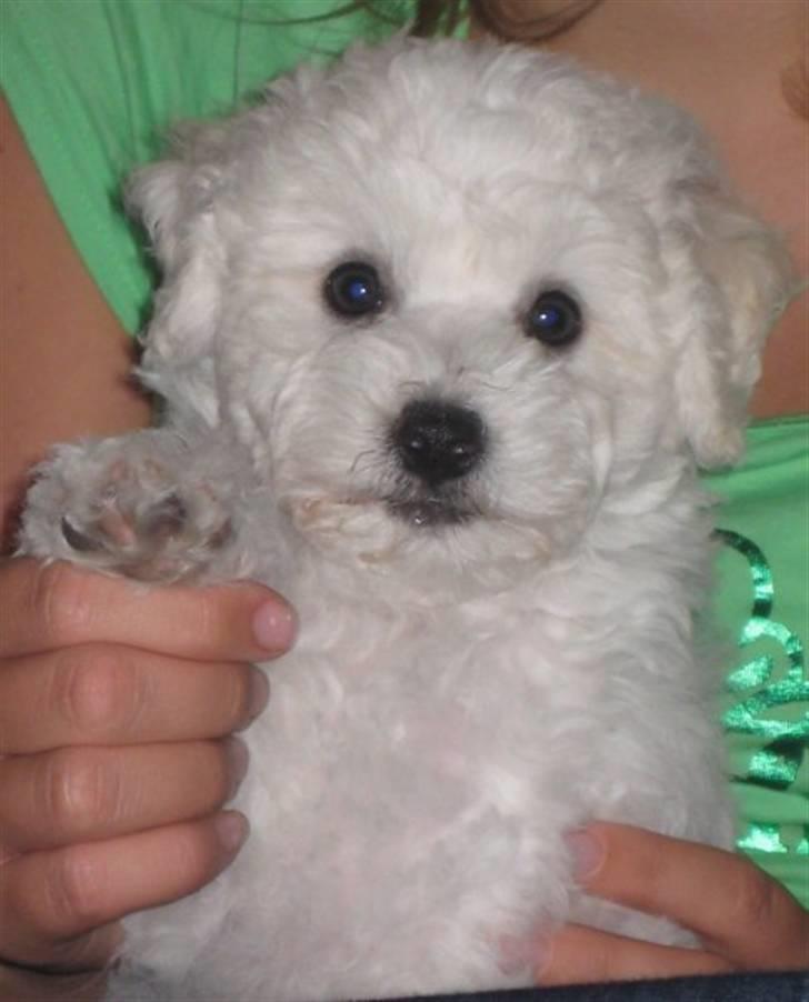 Bichon à poil frisé Niko - Niko som lille billede 9