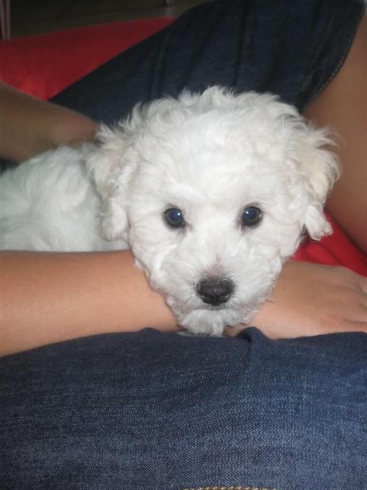 Bichon à poil frisé Niko - Niko som lille billede 10