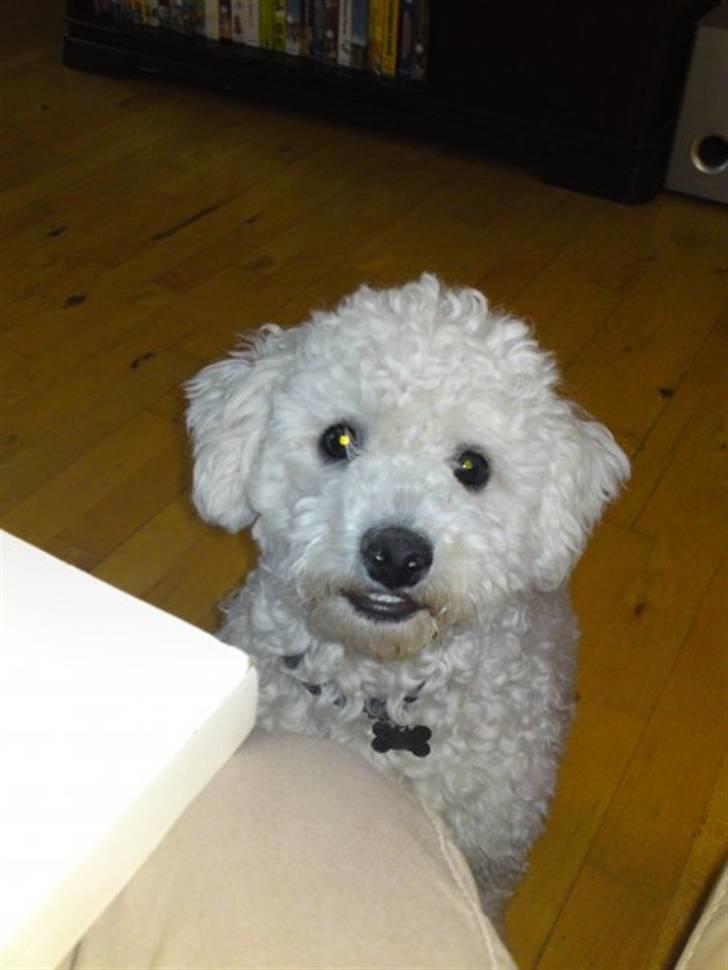 Bichon à poil frisé Niko - niko som lille billede 11